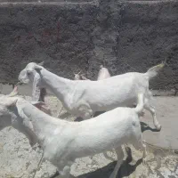 بزمری گلابی همراه بزغاله خودش
