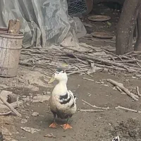 اردک محلی بالغ۶ ماهه