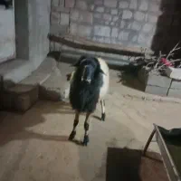 ورن  قوچ