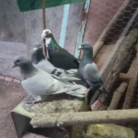 پنج کبوتر چها نر یک ماده.