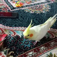 پرنده|پرنده|اندیمشک, |دیوار