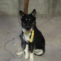 سگ ژرمن هاسکی