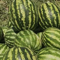 صادرات صیفی جات ب داخل و خارج کشور