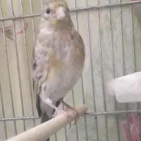 سهره قناری جوجه