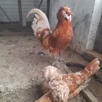 تخم مرغ پولند و لهستانی