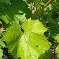 برگ میم تازه