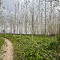 فروش زمین 670متر باغ سند تک برگ/معاوضه با ماشین