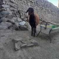 سلام بره نرهمووهترو