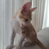 واگذاری گربه DSH