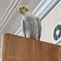 عروس هلندی گم شده