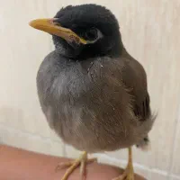 مرغ مینا