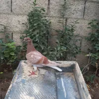 جوجه پلاکی مسافتی و یک نر مسابقات