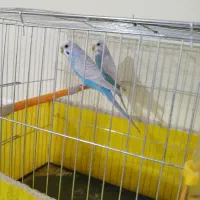 جفت مرغ عشق رنگ خاص