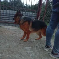 سگ ژرمن ماده