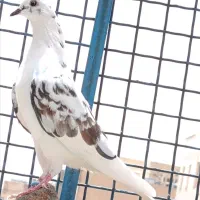 دو تا ماده کپکی پرشی گرفتنی