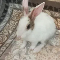 خرگوش نر