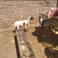 بزمیش