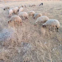 میش کردی