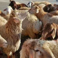 گوسفند زنده جهت تولد نوازاد عقیده کربلایی و مصرفی