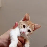 بچه گربه