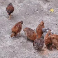 جوجه محلی