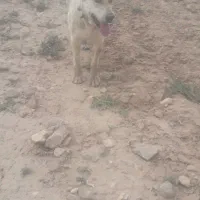 توله ۱۱ماه فروشی