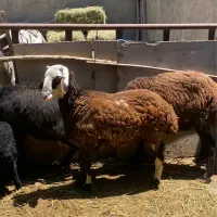 گوسفنده زنده مناسب قربانی قصابی و هیئت ها