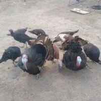 بوقلمون|حیوانات مزرعه|مشگین شهر, |دیوار