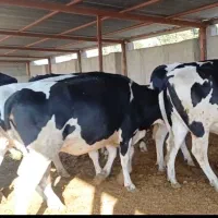 فروش گوساله شیرخوارو قطع شیر