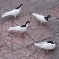 کبوترخال سیاه