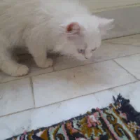 گربه ۳ماهه هس ماده