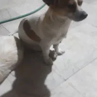 واگذاری پت