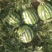 فروش هندونه سرزمین