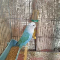 کوتوله برزیلی بلک ماسکت
