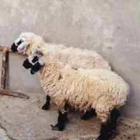 دوعددگوسفندآبست‌دوقلوزا