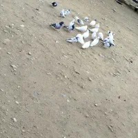 کبوتر