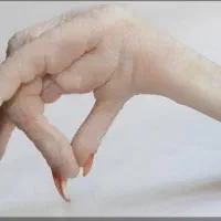 مشتقات مرغی تازه وکشتار روز برا حیوانات