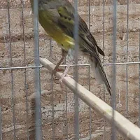 قناری سبز ،سرخ هلندی