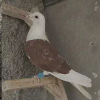 پرندع