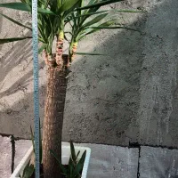 گل یوکا تنه دار و قد بلند