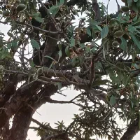فروش باغ