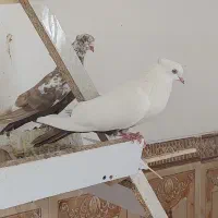 کبوتر دمبی