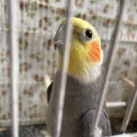 عروس هلندی نر سخنگو دستی