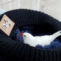 فنچ نر|پرنده|چناران, |دیوار