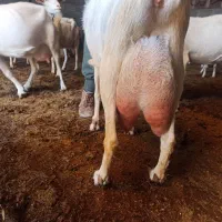بز سانن شرکتی و کهره نر ماده