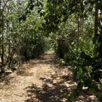 باغ  کلهر