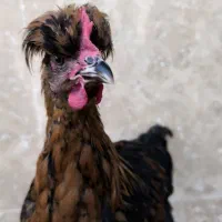 مرغ خروس کاکلی و زینتی