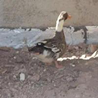 اردک