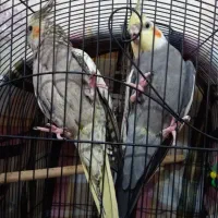 عروس هلندی