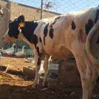 گوساله تلیسه هلشتاین صنعتی  وزن بالای ۳۰۰.